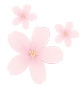 Sakura Cleaning professional cleaning services
